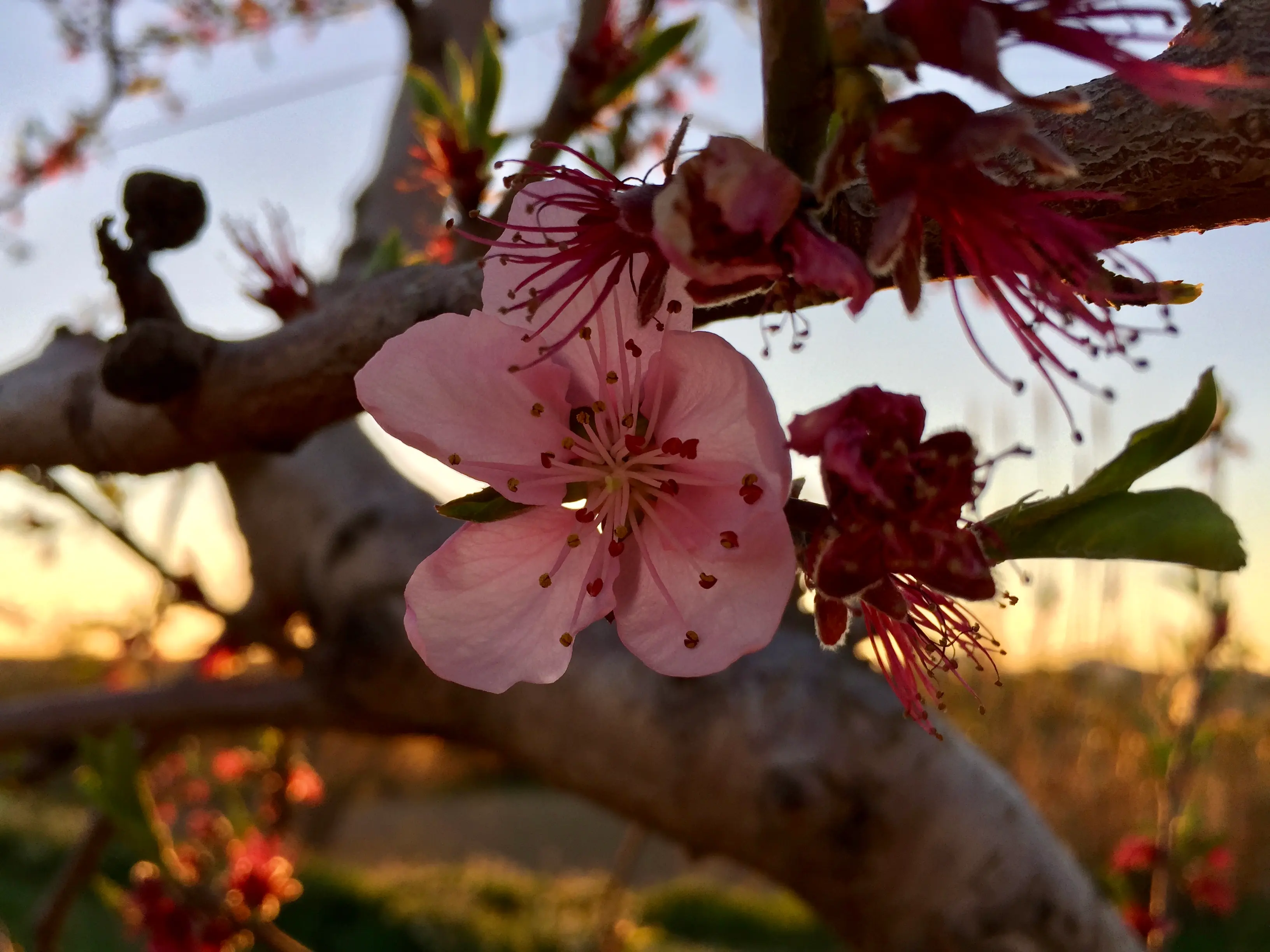 Close-up of pink cherry blossoms on a branch
